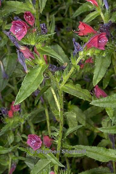 echium tuburculatum 2 graphic